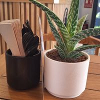  at PLANT SHACK    in Mallorca