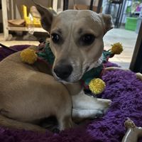   at Vegetal Vegancarniceria in Mexico City