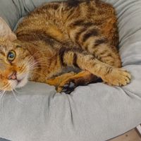  at Katzentempel Berlin Mitte in Berlin