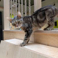  at Katzentempel Berlin Mitte in Berlin