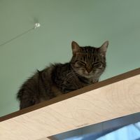   at Katzentempel Berlin Mitte in Berlin