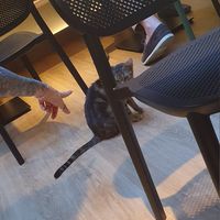  at Katzentempel Berlin Mitte in Berlin