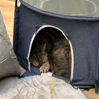   at Katzentempel Berlin Mitte in Berlin