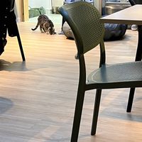   at Katzentempel Berlin Mitte in Berlin