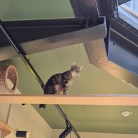  at Katzentempel Berlin Mitte in Berlin