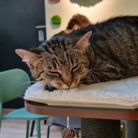 meow 🐱  at Katzentempel Berlin Mitte in Berlin