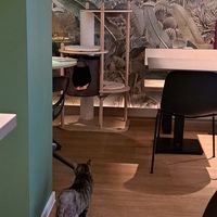  at Katzentempel Berlin Mitte in Berlin