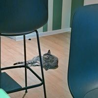  at Katzentempel Berlin Mitte in Berlin