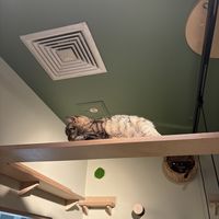   at Katzentempel Berlin Mitte in Berlin