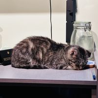   at Katzentempel Berlin Mitte in Berlin