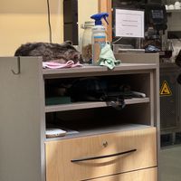 Kitty pays attention to the cleaning material .  at Katzentempel Berlin Mitte in Berlin