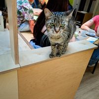 Cat at Katzentempel Berlin Mitte at Katzentempel Berlin Mitte in Berlin