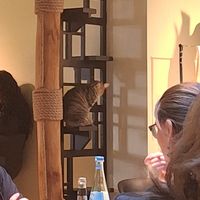  at Katzentempel Berlin Mitte in Berlin