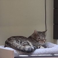 Miau at Katzentempel Berlin Mitte in Berlin