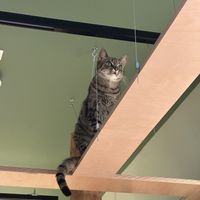   at Katzentempel Berlin Mitte in Berlin