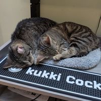  at Katzentempel Berlin Mitte in Berlin