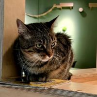 Lovely cats at Katzentempel Berlin Mitte in Berlin