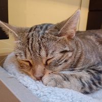 😺 at Katzentempel Berlin Mitte in Berlin