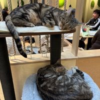   at Katzentempel Berlin Mitte in Berlin