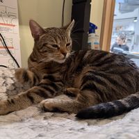 cat  at Katzentempel Berlin Mitte in Berlin