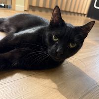 black cat  at Katzentempel Berlin Mitte in Berlin