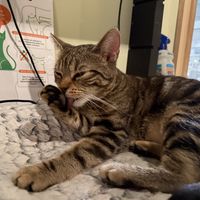 bath time  at Katzentempel Berlin Mitte in Berlin