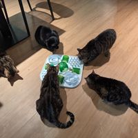  at Katzentempel Berlin Mitte in Berlin