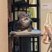  at Katzentempel Berlin Mitte in Berlin