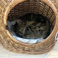   at Katzentempel Berlin Mitte in Berlin