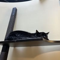   at Katzentempel Berlin Mitte in Berlin