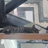  at Katzentempel Berlin Mitte in Berlin