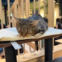   at Katzentempel Berlin Mitte in Berlin