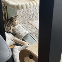 Pippi 💖  at Katzentempel Berlin Mitte in Berlin
