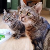  at Katzentempel Berlin Mitte in Berlin