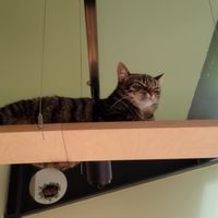  at Katzentempel Berlin Mitte in Berlin