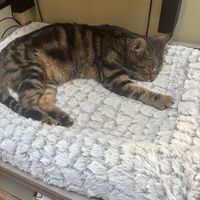  at Katzentempel Berlin Mitte in Berlin