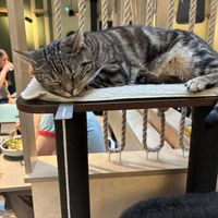  at Katzentempel Berlin Mitte in Berlin