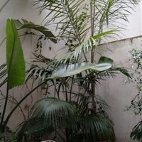 Courtyard at Ca'n Llimona in Mallorca