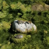 Turtles in the river next to Yoruk at Yoruk Restaurant Cafe in Cirali