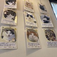   at Kitten Company in Kyoto