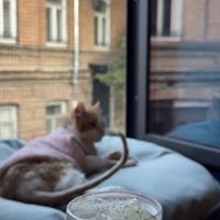Duke🐈  at Billy in Tbilisi