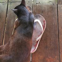 Sabai Sabai cat here at Santosa Vegan Restaurant in Phuket