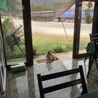 Cute dog!  at Amazing Vegan Food in Vang Vieng