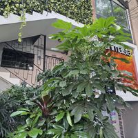 Second floorr  at Animalista - El Poblado in Medellin