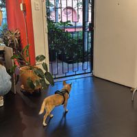 Pet friendly   at Animalista - El Poblado in Medellin