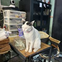  #Veganuary at Mango in Bangkok