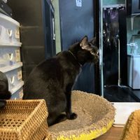 the cat ❤️  at Mango in Bangkok