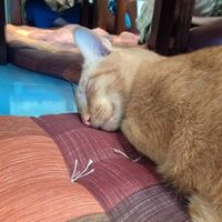 The regulars. at Mango in Bangkok