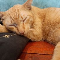 One of the cats at mango, came up to get some lovin' at Mango in Bangkok