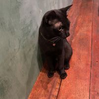 A domestic cat  at Mango in Bangkok